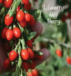 Big Lifeberry Goji Berry Plant